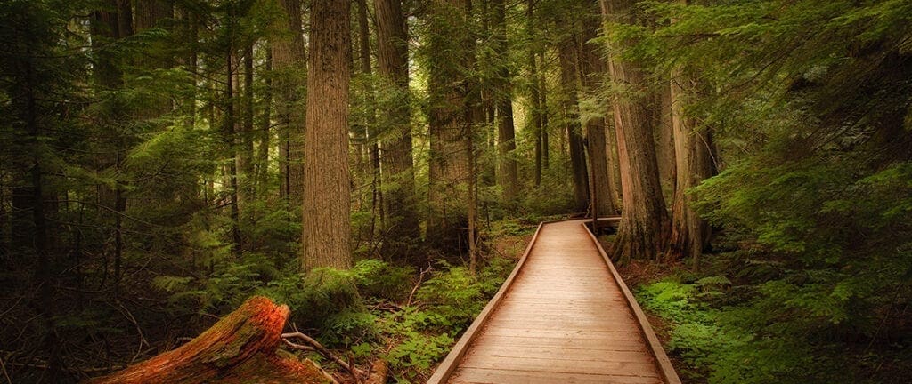 Trail of the Cedars in Glacier National Park, Montana, USA