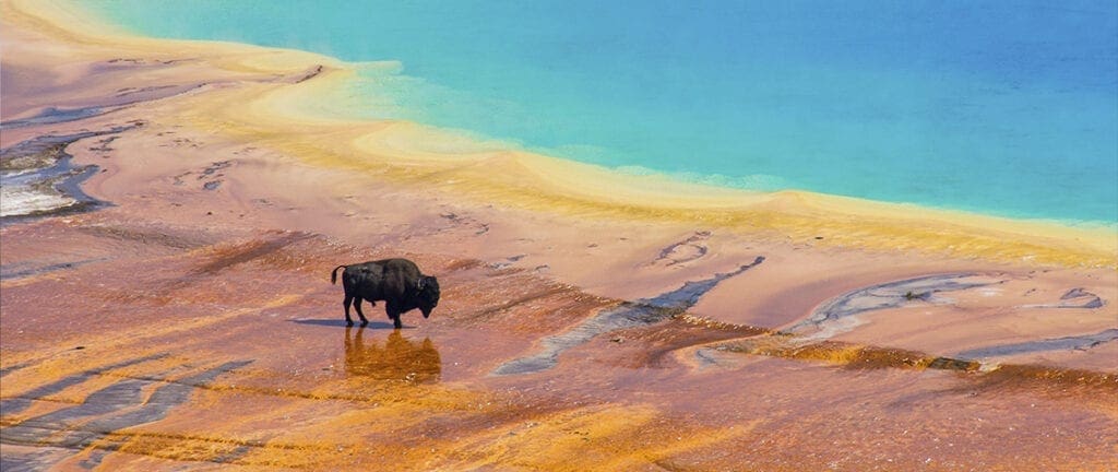 Bison walking near Grand Prismatic Spring, Yellowstone