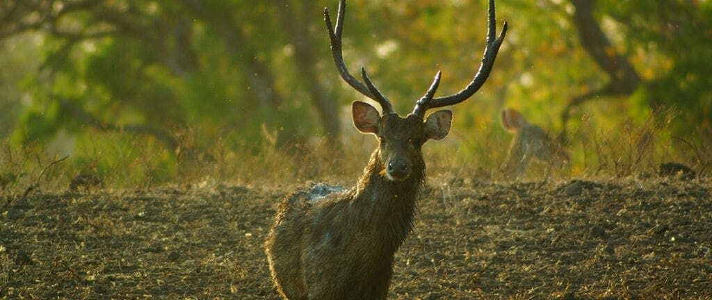 Javan Rusa - North Bali