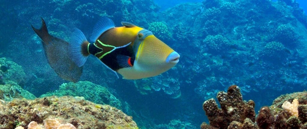 Picasso Triggerfish at Black Rock, Kaanapali, Maui