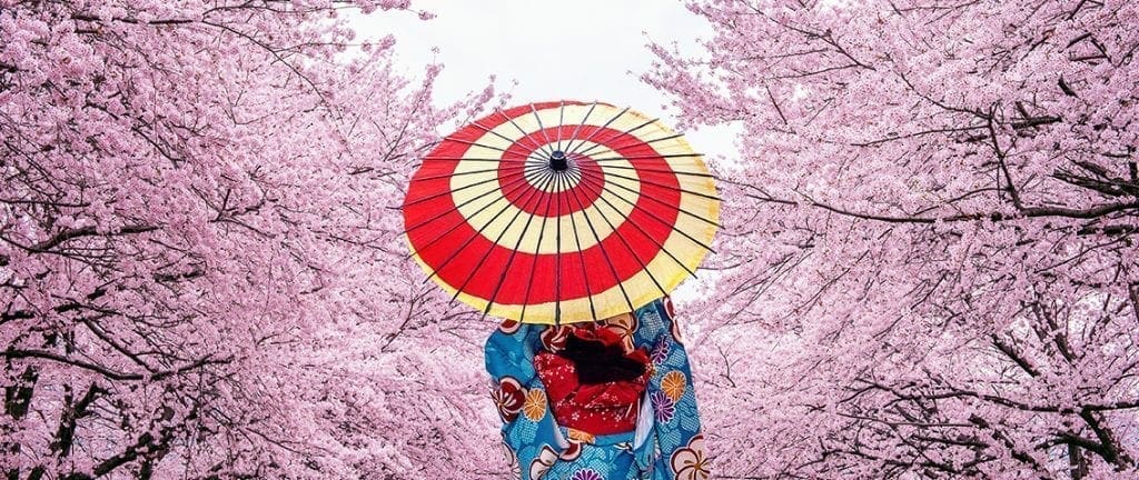 Asian woman wearing japanese traditional kimono and cherry blossom in spring, Japan.