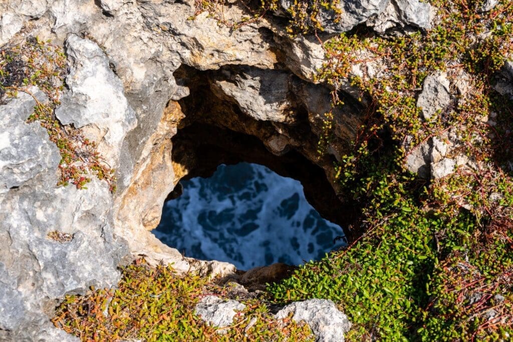 Animal Flower Cave