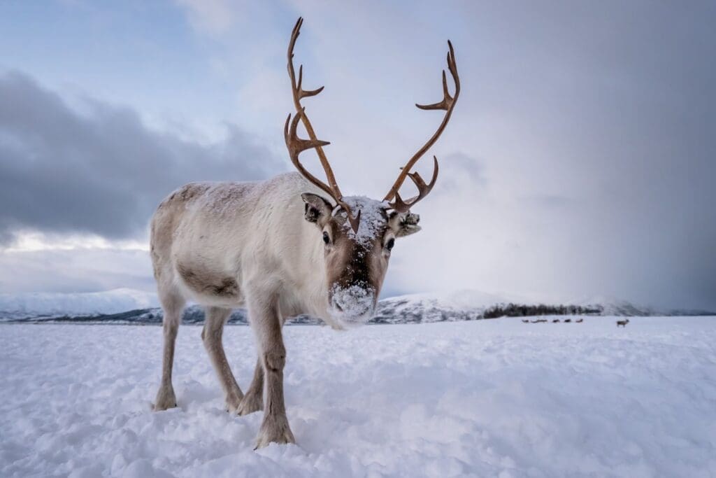 A reindeer with massive antlers