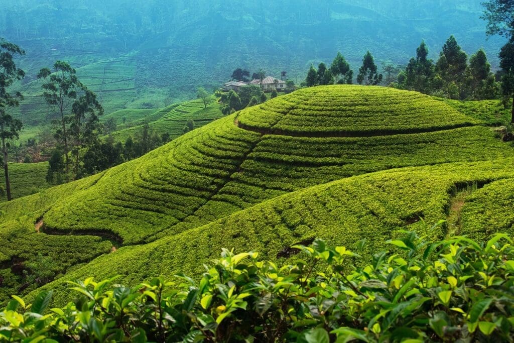 Tea plantation in up country near Nuwara Eliya, Sri Lanka cheapest