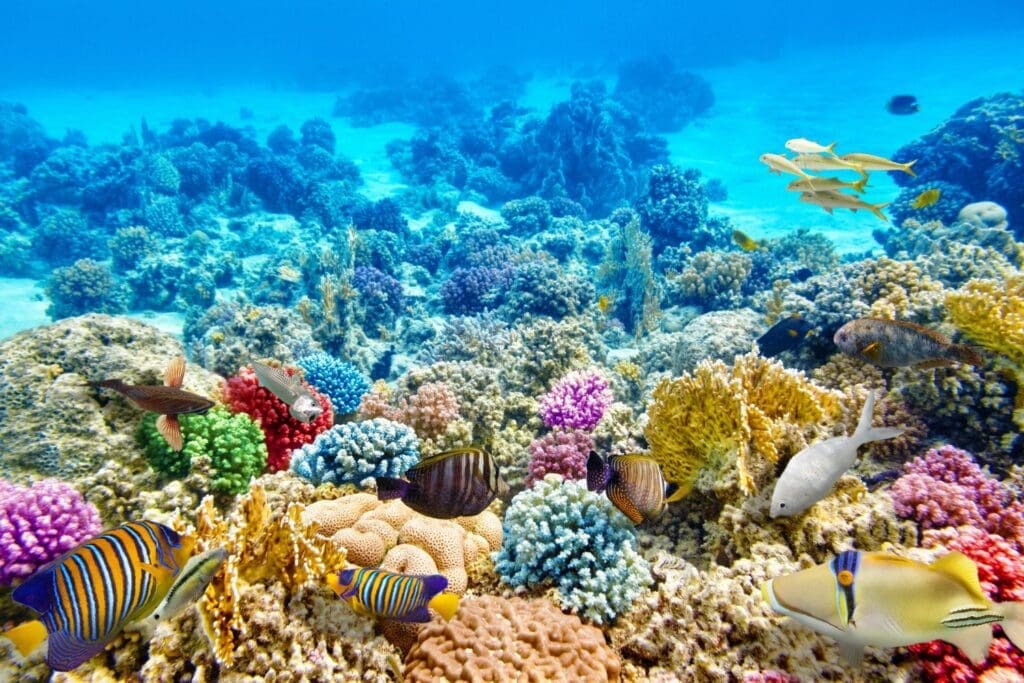 Underwater world with corals and tropical fish