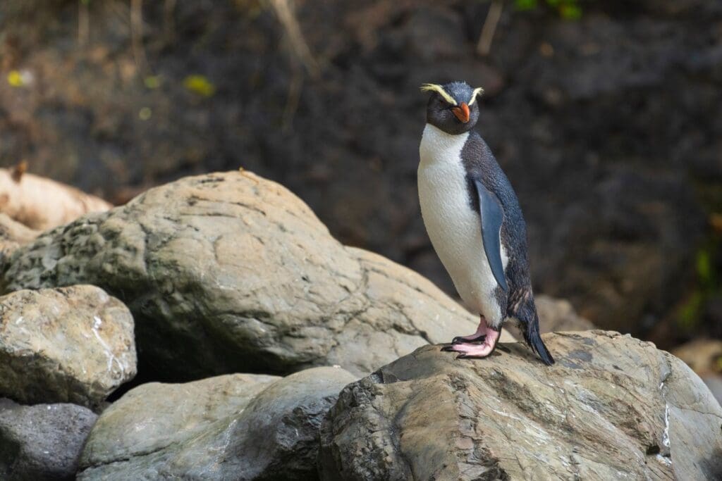 Fiordland penguin wildlife