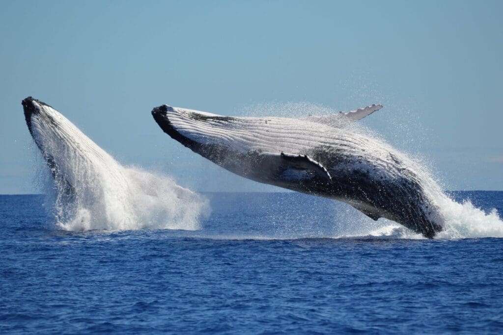 Humpback Whales